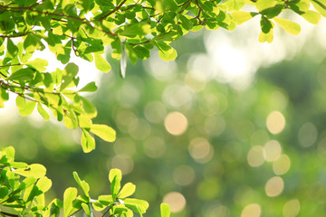 background with green leaves