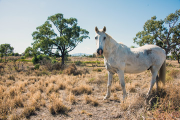 Naklejka na ściany i meble White speckled horse standing in field. 