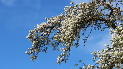 Flowering Blossom Apples With Blue sky