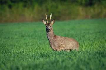 Foto op geborsteld aluminium Ree Europese reeën. Reeën in zomerlandschap