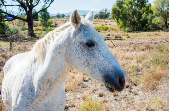Profile of white speckled horse standing in field.

