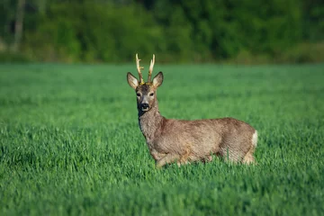 Printed roller blinds Roe European roe deer. Roe deer in Summer landscape