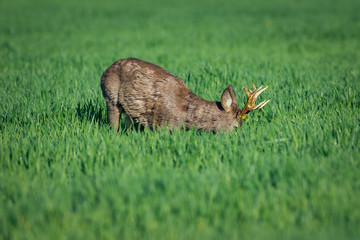 European roe deer. Roe deer in Summer landscape