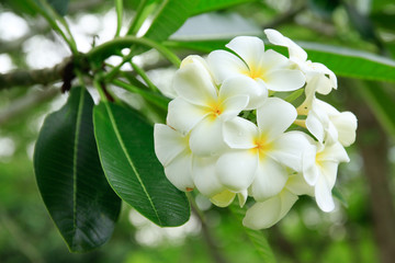 white flowers in garden