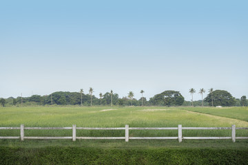 Fototapeta premium White fence and green field