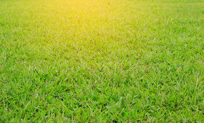 Fototapeta premium grass and sky background