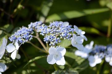 紫陽花