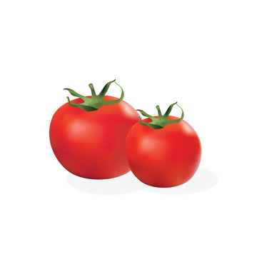 Tomato realistic 3d vector