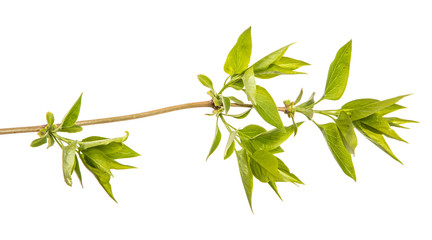 branch of a lilac bush with small leaves. on a white background