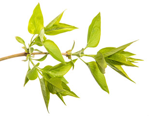 branch of a lilac bush with small leaves. on a white background