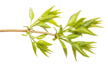 branch of a lilac bush with small leaves. on a white background