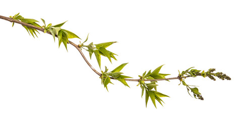 branch of a lilac bush with small leaves. on a white background