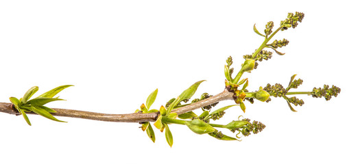 branch of a lilac bush with small leaves. on a white background