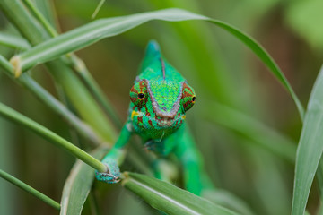 Cam&eacute;l&eacute;on dit endormi