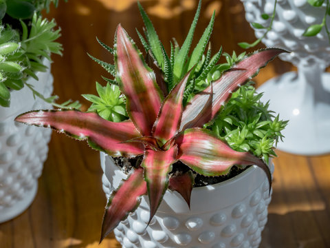 Detail of a rare succulent plant in modern pot in an interior. Colorfur pink crassa Cryptanthus Bivittatus Ruby Red,Senecio herreanus and Sempervivum Magic Spell