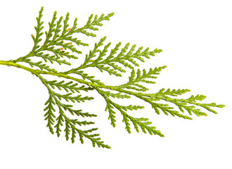 branch of green thuja. on a white background