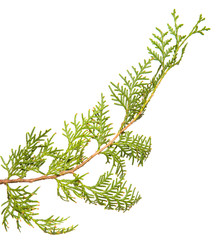 branch of green thuja. on a white background