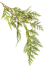 branch of green thuja. on a white background