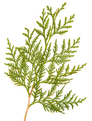 Fototapeta premium branch of green thuja. on a white background