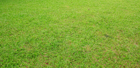 green grass background