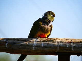 Perroquet © photoloulou91