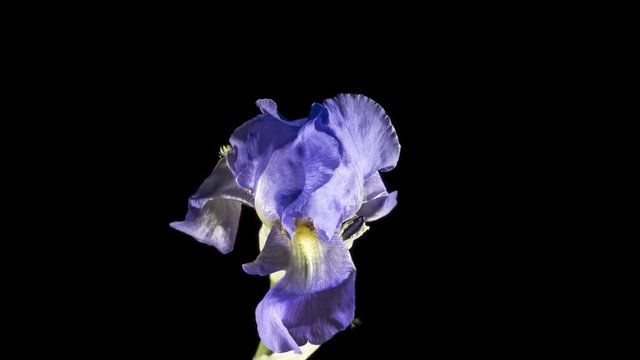 Blue iris or blueflag flower blooming, isolated on black background
