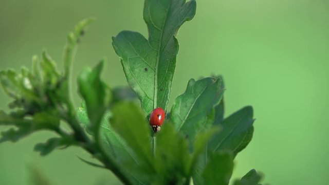 Ladybug on green leaf defocused background
