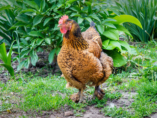 Brown chicken  of elite breed in  garden against  background of greenery_