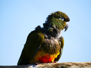 Perroquet © photoloulou91