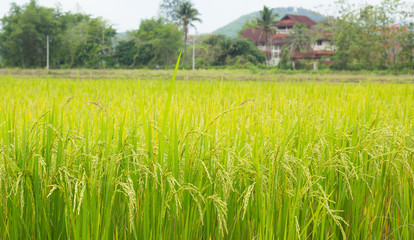 Rice field, paddy rice in field.