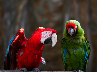 Perroquet © photoloulou91