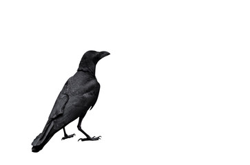 Adult Crow Isolated on White Background, Clipping Path