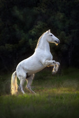 Naklejka na ściany i meble White horse rearing up at sunset light