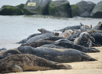 Lines of grey seals lying on Horsey Beach, Norfolk