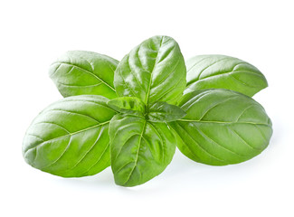Basil leaves in closeup