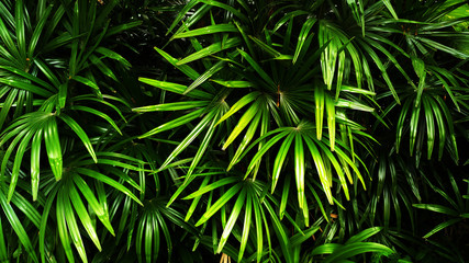 Panele Szklane  Tropikalny zielony liść