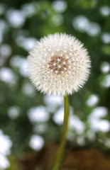blowball dandelion