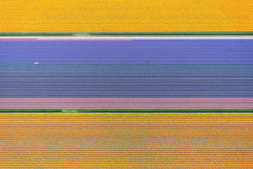 aerial view of a pattern of flowers in a flower bulb field, Bollenstreek, Netherlands - 204036342