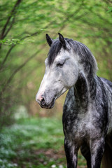 Fototapeta na wymiar Portrait of an arabian stallion in a spring forest