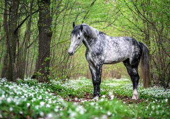 Portrait of an arabian stallion in a spring forest - 204036575