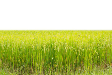 green wheat rice field 