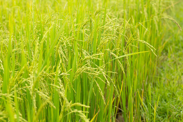 Rice field