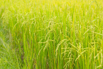 Rice field