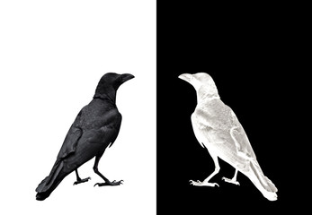Adult Crow Isolated on Background, Picture Concept 