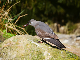 Fototapeta premium Oiseau