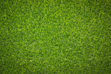 grass texture for background