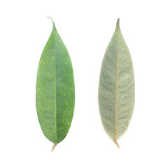 green leaf on a white background