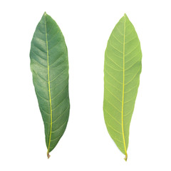 green leaf on a white background