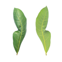 green leaf on a white background