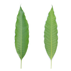 green leaf on a white background